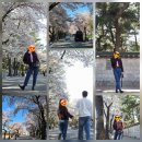 금척리 | [26년 4월 꽃놀이🌸] 경주 대릉원 벚꽃놀이 - 마지막 벚꽃,평일 황리단길 구경-4/7(화)기준 만개🌸