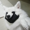 디반식스 네이버블로그