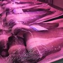 GR(영양군)-[중앙로]-하-1 | 영랑동 민물장어 속초 장어 제대로 먹을수 있는장소 추천