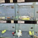 소문난 강아지 이미지