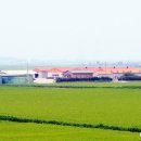 도고양돈 이미지