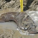 조선기와 이미지