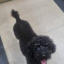 구름9-6 펫 살롱 이미지