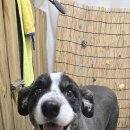 개미용중 이미지