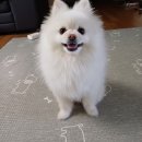 갑순이네 과자점 | 맛있는 강아지 수제간식후기<갑순이네 과자점>!!