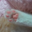 묵이네 냥이 이미지