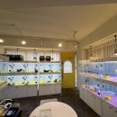 펫퍼스트 24시 강아지분양 고양이분양 이미지