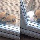 아기돼지 삼형제 이미지