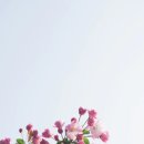 큐사인