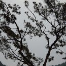 솔가지