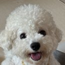 펫사랑 | 강아지 장내미생물검사 : 마이펫진 펫바이옴 후기 ♩ 사랑이 비숑 건강관리 반려동물 마이크로옴 검사