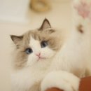 아담스펫 강아지분양 고양이분양 강남점 이미지