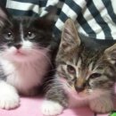 해루의별 이미지