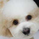 러브썸그루밍샵 이미지