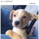고삐 이미지
