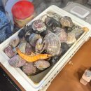 금돼지권역 농촌체험휴양마을 | [캠핑-경남/남해] 남해캠핑장, 남해 회룡농촌체험마을 캠핑장