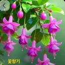 꽃향기 - 군산시 동지곡길 15 | 꽃향기