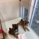 시바나라 이미지