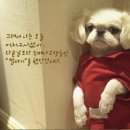 강아지 이미지