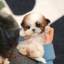 울산 강아지분양 미유펫 이미지