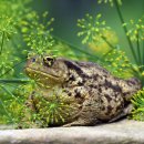 금두꺼비 이미지