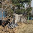 까망부엉이 | 매사냥 원데이 클래스, 한강 생물보전 연구센터 시즌 1 줄밥 부르기 후기