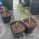 액비골(1) 이미지