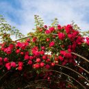 풍암호수공원 이미지