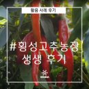 학곡농장 | [활용 사례 후기] #횡성고추농장
