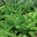 황금이식물원 이미지