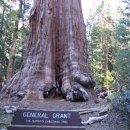 킹스통나무 이미지