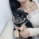 오독안심분양센터 강아지분양 고양이분양 광주점 이미지