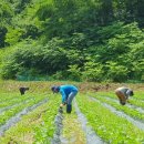“외국인 없이 농사 못 짓는데”…계절노동자 무단이탈 ‘골머리’ 이미지