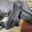 보성이탈리안그레이하운드 이미지