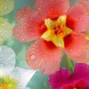 꽃피는날 이미지