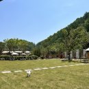 해피병풀 이미지