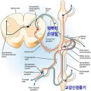 월배제통내과의원 | 원인모를 통증, 답답함.. 자율신경실조증 치료에 대해서 - 대구 달서구 월배제통내과