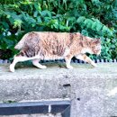 그린이용소 이미지