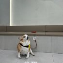 정창수외과동물병원 | 웰시코기 십자인대단열 :: 일산 정창수 외과동물병원 TPLO