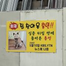 집찾아온 진돗개 홍민이 플랜카드 붙음 ㅋㅋㅋ🐾 이미지