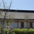 대추밭백한의원 후기- 임테기 두줄, 또 임신일까