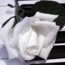 까멜리아 이미지