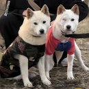 이룸외과동물병원 | [광주이룸외과동물병원]외과수술 너무 잘해요