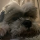 멍스베리 이미지