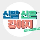 신발신은 강아지 티스토리