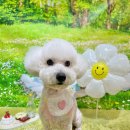 그루멍(groomung) 이미지