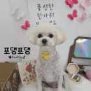 포댕포댕 이미지