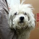 시루 반려견 미용 이미지