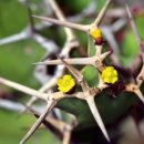 가시(thorn)