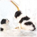 토이켄넬 이미지